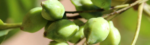Why we love Kakadu Plum, and why you should too